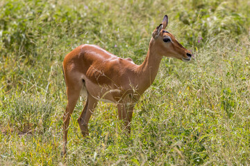Tanzania - Tarangire National Park - impala female (Aepyceros melampus)