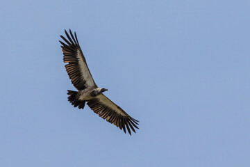 Tanzania - Tarangire National Park -  white-backed vulture (Gyps africanus)