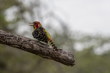 Tanzania - Tarangire National Park - red-and-yellow barbet (Trachyphonus erythrocephalus)