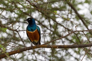 Tanzania - Tarangire National Park - superb starling (Lamprotornis superbus)