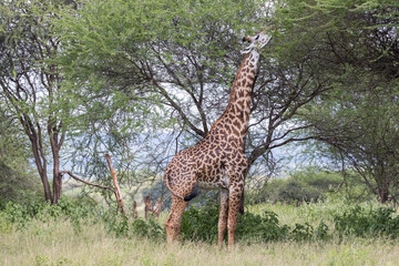 Tanzania - Tarangire National Park - Masai giraffe (Giraffa tippelskirchi)