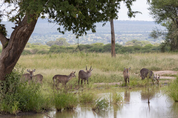 Tanzania - Tarangire National Park - waterbuck (Kobus ellipsiprymnus)