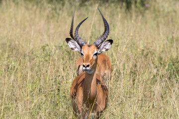 Tanzania - Tarangire National Park - impala male (Aepyceros melampus)