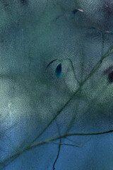 Artistic Photography of Trees and Foliage in a Botanical Garden. Abstract Leaf Pattern, Blurred Foliage Behind Glass