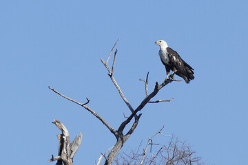 Seeadler