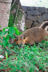 coati in tree, animal of South American fauna