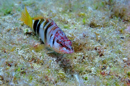 Marine life and fish, underwater photography from scuba diving. Fish (Painted comber, Serranus scriba) on the seabed. Wildlife on the seabed, travel photo. Algae and fish.