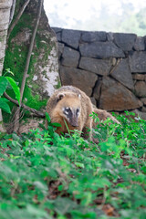 coati in tree, animal of South American fauna