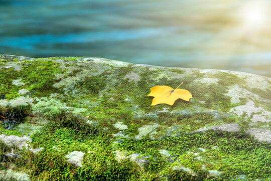 Yellow tulip tree leave on mossy rock in the sunshine