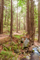 Trail through redwood forest 