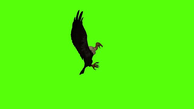 Wing Flapping Animation