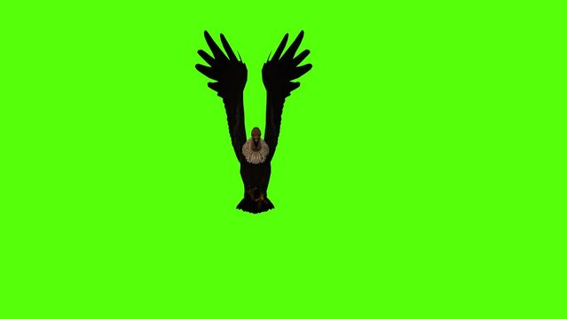 Wing Flapping Animation