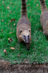 coati in grass, animal of South American fauna