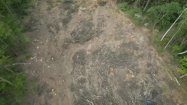 Forest clearing felled cut trees trunks wood harvesting industry
