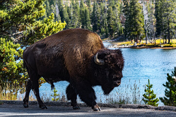 Un bison se promène sur une route près d'un lac et d'une fôret du Yellowstone National Park, Wyoming, USA.