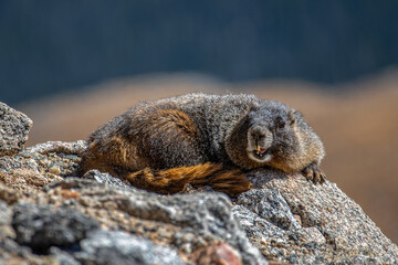 Une marmotte dans son habitat naturel au Mont Evans, Colorado, USA.