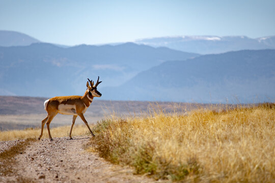 Pronghorn, seule esp&egrave;ce d'antilope du continent am&eacute;ricain, traverse un route dans le d&eacute;sert avec les montagnes en fond.