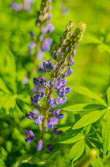 blooming colorful Delphinium. High quality photo