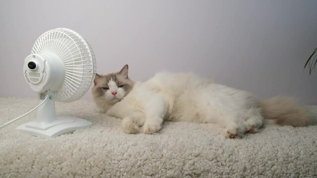 Cat lying in front of a white electric fan.