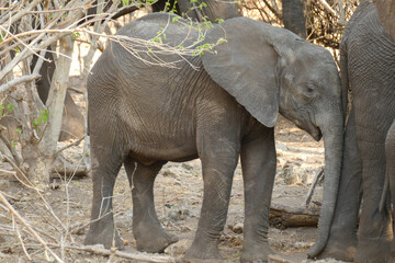 Elefant