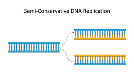 Semi-Conservative DNA Replication