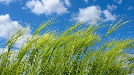 Fototapeta premium Grass from the Gramineae family set against a backdrop of a blue sky