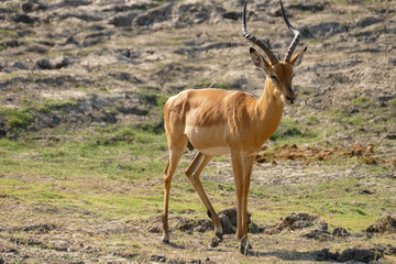 Antilope