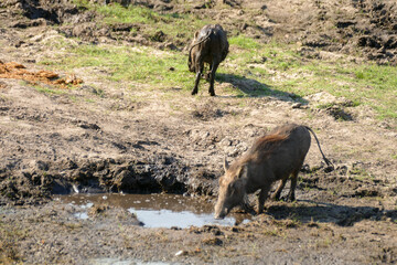 Warzenschwein