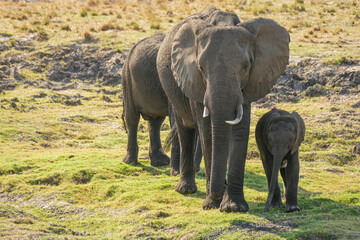 Elefant