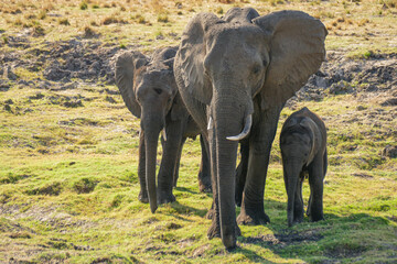 Elefant
