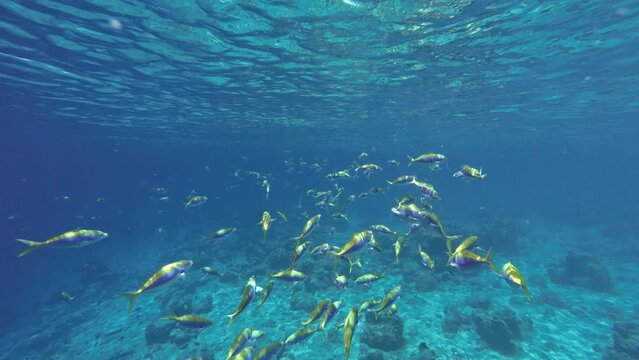 Yellow snapper fish group swimming undersea. Small exotic tropical fish shoaling underwater. Ocean wildlife exploration and scuba diving