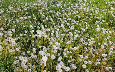 Dandelions in the field in May