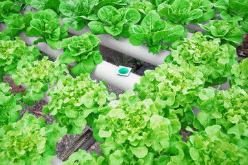 Hydroponic or Soilless Culture vegetable farm missing one spot, Outdoor organic hydroponic...