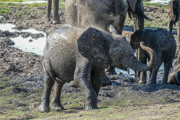 Elefant