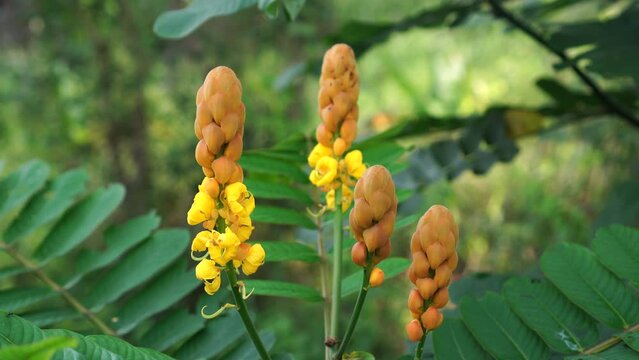 flowers of Senna alata bloom