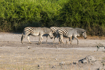 Zebra