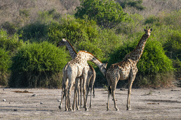 Giraffe
