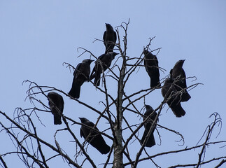 Group of Jackdaw birds (Corvus monedula) in the tree. In Romania