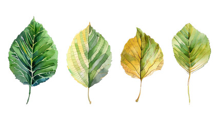 Fototapeta premium 8 leaf set mill watercolor illustration on transparent background. Leaves botanical watercolor hand drawing