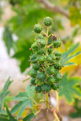 Ricinus communis, the castor bean or castor oil plant, is a species of perennial flowering plant in...