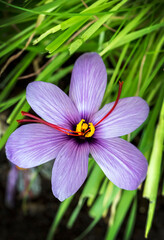 Blooming Saffron crocus flower (Crocus sativus) herbal