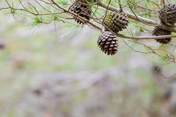Pi&ntilde;as abiertas colgando de un pino en el bosque