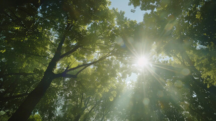 Fototapeta premium Sunlight Through Forest Canopy: A Moving Perspective. Generative AI