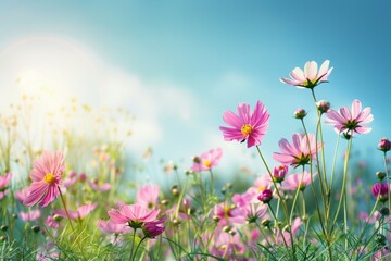 Obraz premium Beautiful cosmos flowers in the meadow, sunlight and blue sky background, a beautiful natural landscape with a summer flower field, colorful wildflowers in the green grass at sunrise or sunset. 
