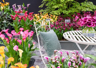 Award winning multi-coloured Zantedeschia flowers on display at the 2024 RHS Chelsea flower show