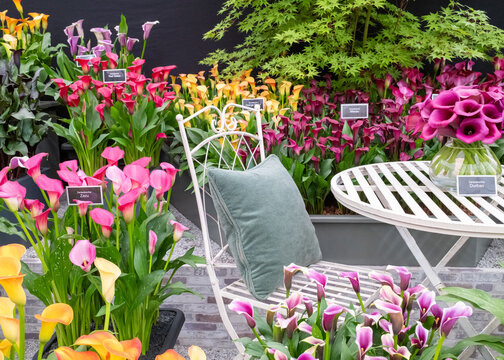 Award winning multi-coloured Zantedeschia flowers on display at the 2024 RHS Chelsea flower show