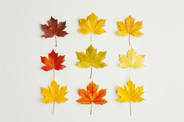 Fototapeta premium Dry leaves against a plain white background symbolizing autumn - fall - nature - seasonal decor