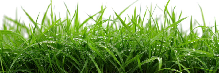 Green Grass with Water Droplets on Transparent Background