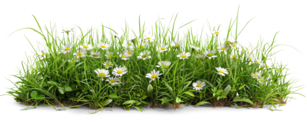 Lush Grass with Daisies on Transparent Background