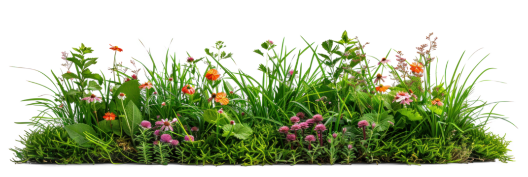 Vibrant Grass and Wildflowers Collection on Transparent Background